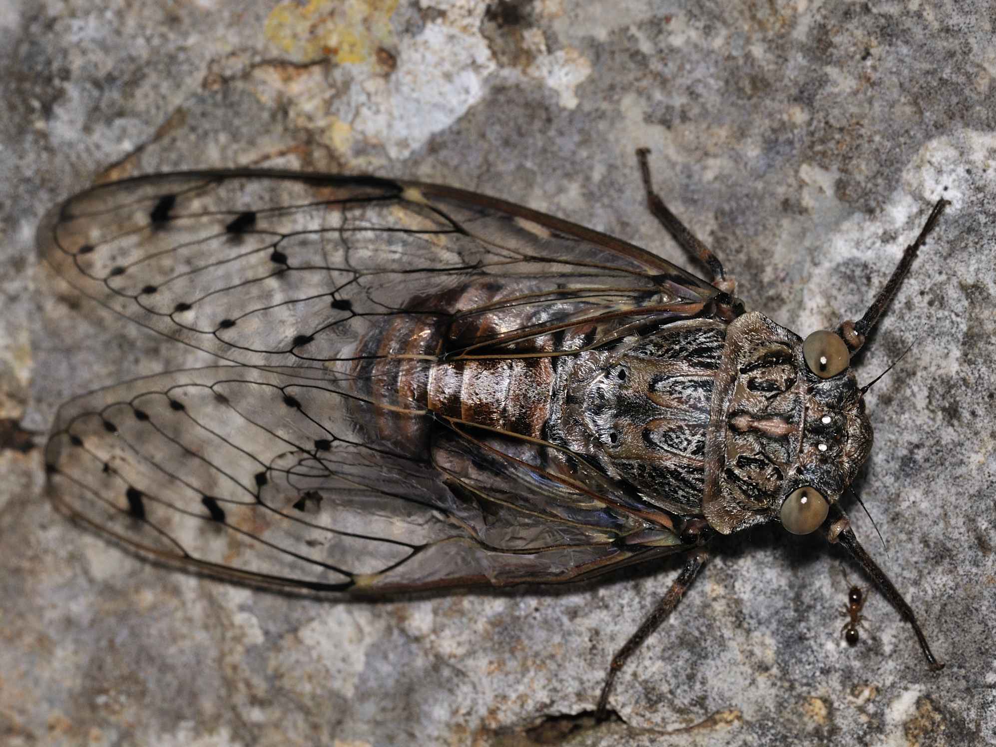 Cicadidae - Cicada orni ?